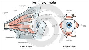 Human eye muscles structure diagram medical