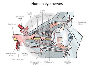 Human eye nerves structure diagram medical science