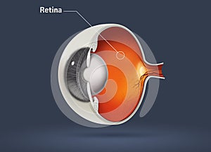 Human eye - retina photo