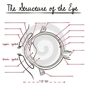 The human eye structure