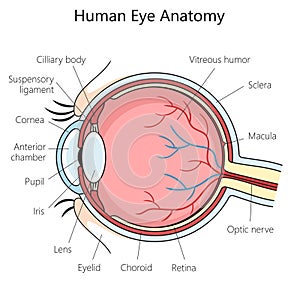 Human eye structure diagram medical science