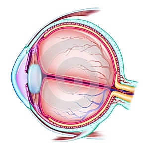 The human eye. The structure of the eyeball. Medical didactic allowance for study. Vector illustration photo