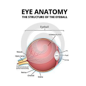 human eye structure, scheme medical diagram eyeball