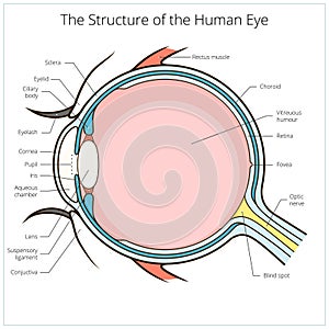 Human eye structure scheme vector