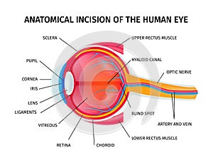 Human Eyeball Anatomy Incision photo