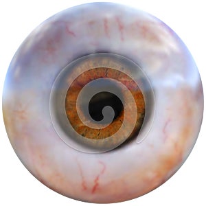 Human Eyeball, Eye Organ, Isolated
