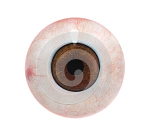 Human Eyeball