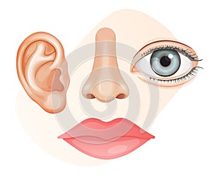 Human Face Parts - Lips, Ears, Nose, Eyes - Stock Illustration