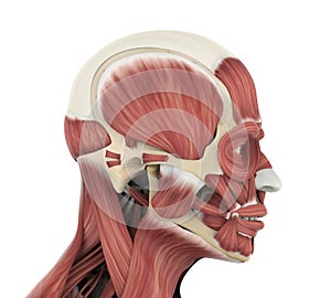 Human Facial Muscles Anatomy