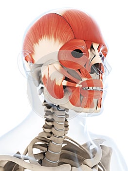 The human facial musculature