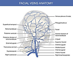 Human facial vein in vector