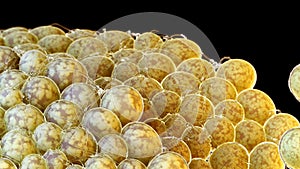 Human fat cells