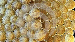 Human fat cells