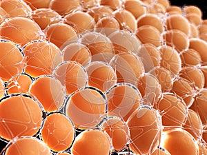 Human fat cells