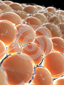Human fat cells