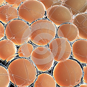Human fat cells
