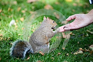 A human hand feeding a squirrel in a park