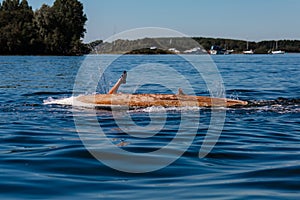 A human fell off a surfboard in a lake on a sunny day