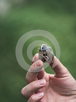 Human female hand holding a snail