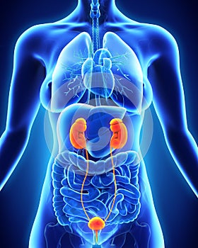 Human Female Kidney Anatomy