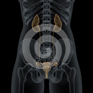 Human Female Urogenital Anatomy