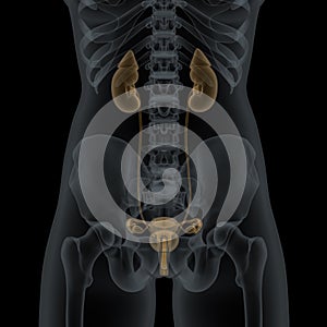 Human Female Urogenital Anatomy photo