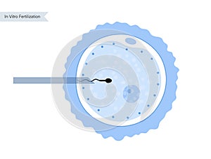 Human fertility concept