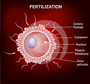 Human fertilization, Insemination of human egg cell by sperm cell