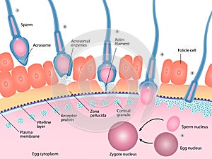 Human fertilization process of sperm and egg cell diagram