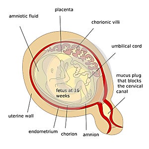 Human fetus