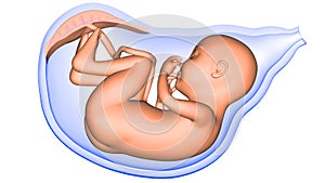 Human Fetus Baby in Womb Anatomy 3d rendering