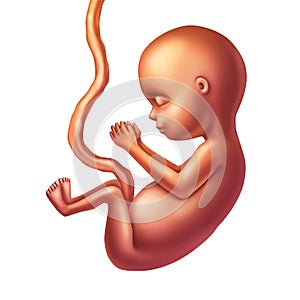 Human Fetus Concept