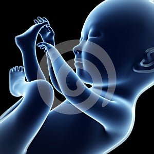 Human fetus photo