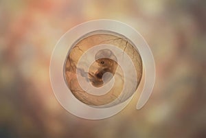 Human fetus developing inside amniotic fluid sac