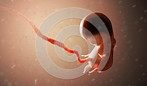 Human fetus or embryo inside body. 3D rendered illustration.