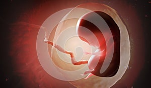 Human fetus or embryo inside womb. 3D rendered illustration.