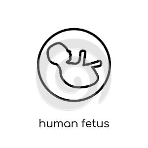 Human Fetus icon. Trendy modern flat linear vector Human Fetus i