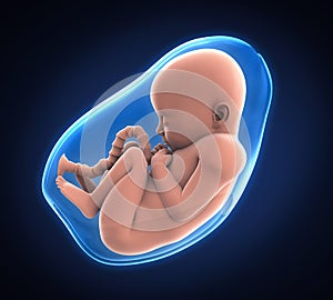 Human Fetus Illustration