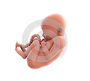Human Fetus Illustration