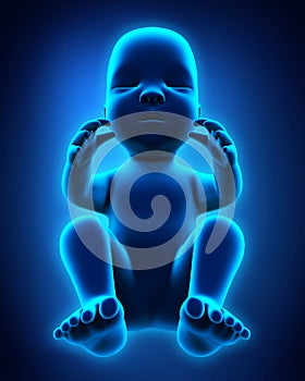 Human Fetus Illustration