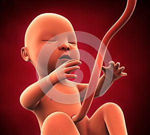 Human Fetus Illustration