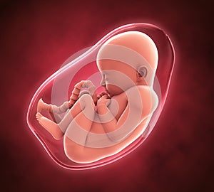 Human Fetus Illustration