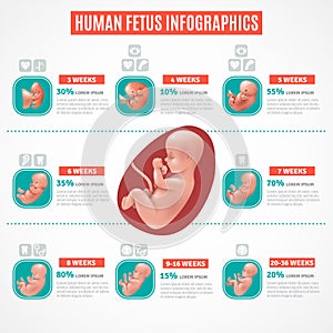 Human Fetus Infographics