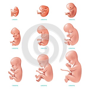 Human Fetus Inside Icon Set