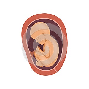 Human fetus inside the womb, 8 month, stage of embryo development vector Illustration on a white background