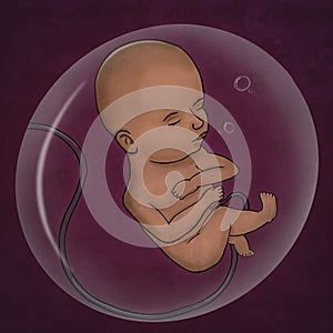 Human fetus inside the womb, illustration