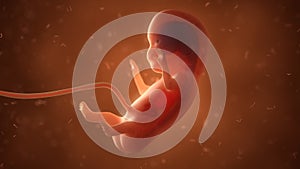 Human fetus with internal organs, 3d illustration