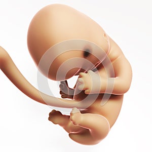 Human fetus month 2