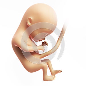 Human fetus month 4