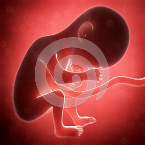 Human fetus month 6